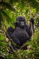 54 Oeganda, Bwindi NP, gorilla